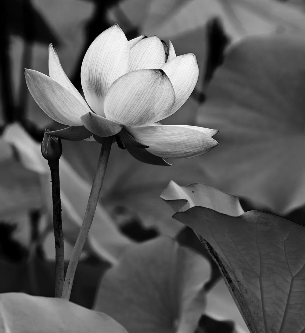 Plan D'eau Entre Les Arbres à Feuilles Vertes