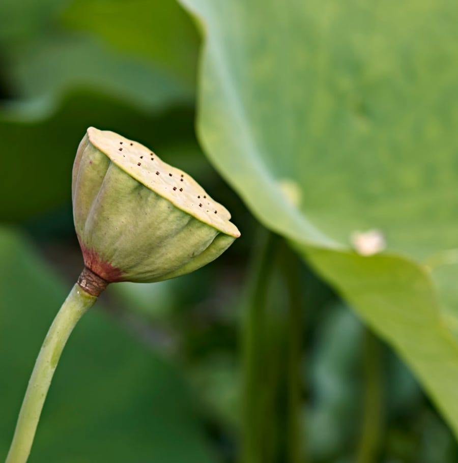 Plante à Feuilles Vertes