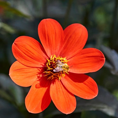 Fleur rouge en gros plan