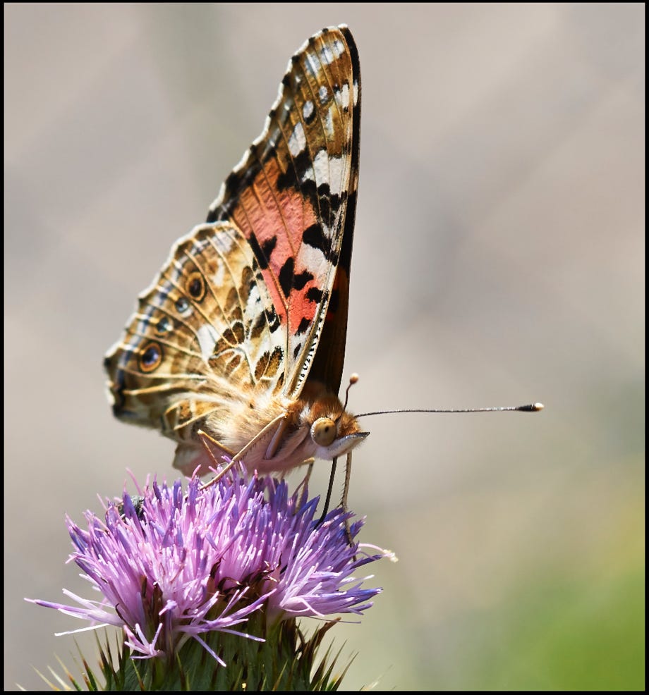 Deux Poule Brune Et Un Coq Rouge